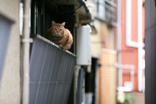 太田区のねこ