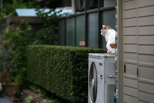 太田区のねこ