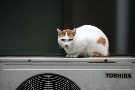 太田区のねこ