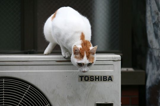 太田区のねこ