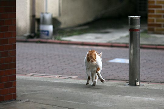 太田区のねこ