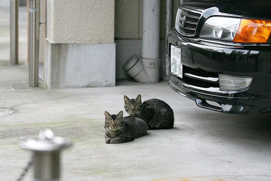 太田区のねこ