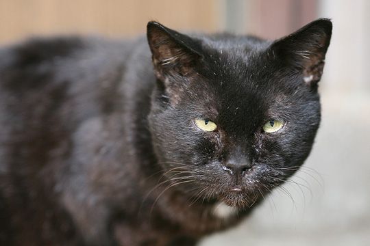 太田区のねこ