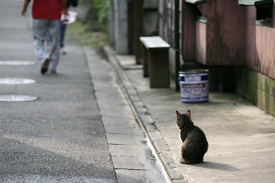 太田区のねこ