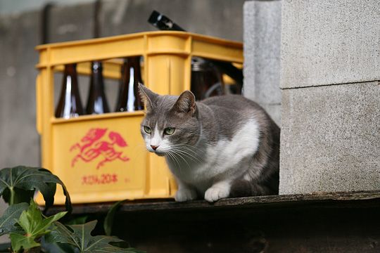 太田区のねこ