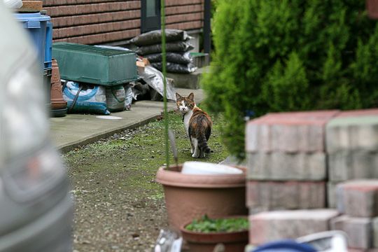 太田区のねこ