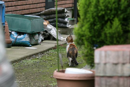 太田区のねこ