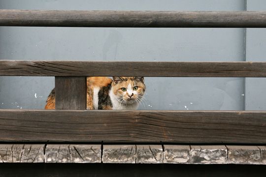 太田区のねこ