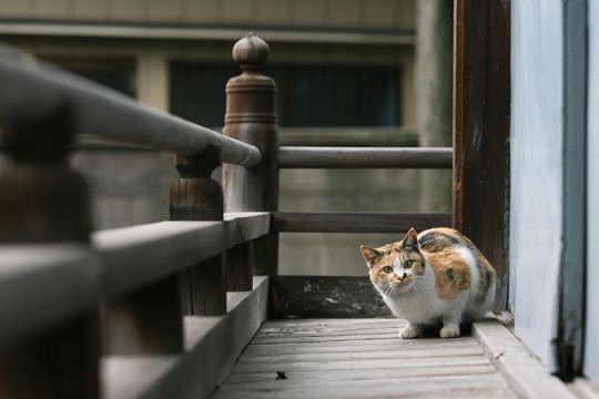 太田区のねこ