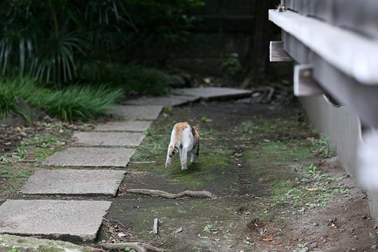 太田区のねこ