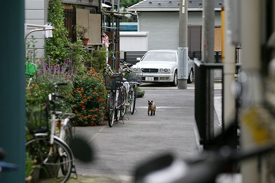 太田区のねこ