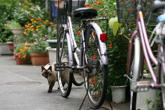 太田区のねこ