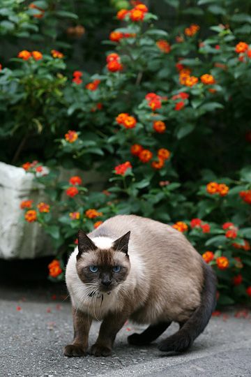 太田区のねこ