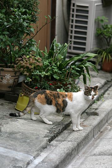 太田区のねこ