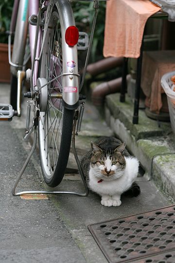 太田区のねこ