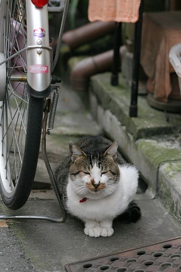 太田区のねこ