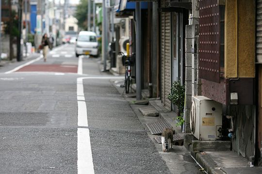 太田区のねこ