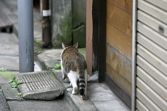 太田区のねこ