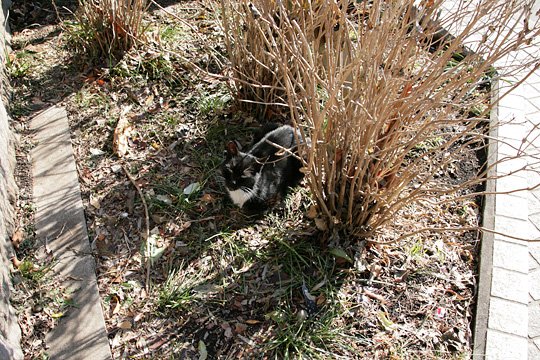 太田区のねこ