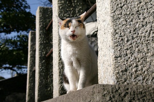 太田区のねこ