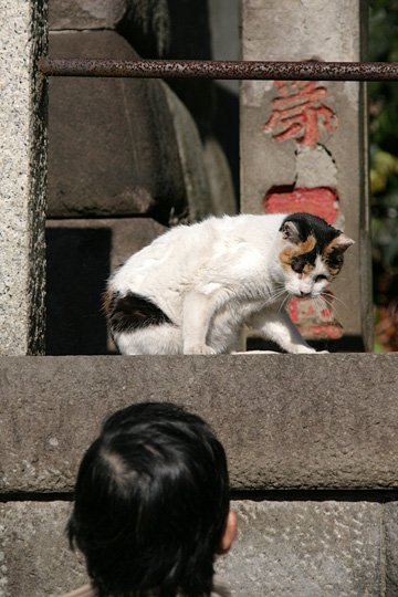 太田区のねこ