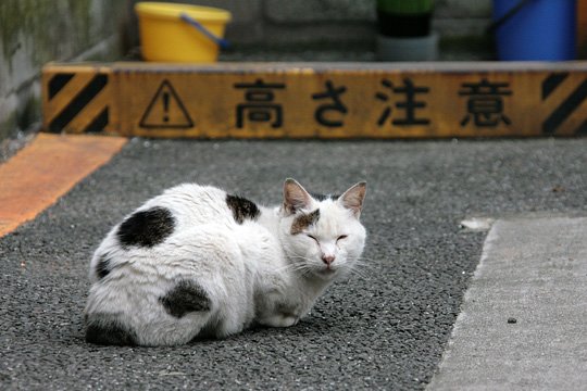 太田区のねこ