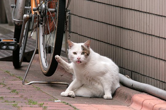 太田区のねこ