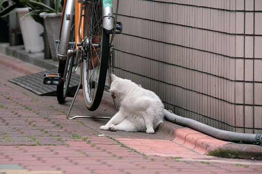 太田区のねこ