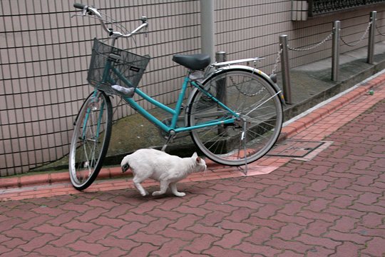 太田区のねこ