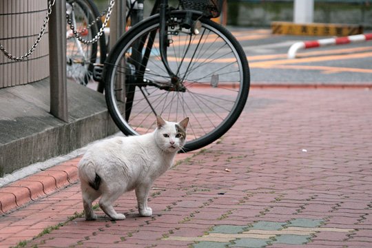 太田区のねこ