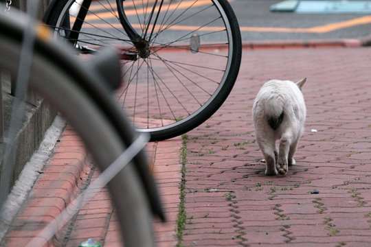 太田区のねこ