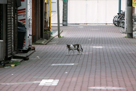 太田区のねこ