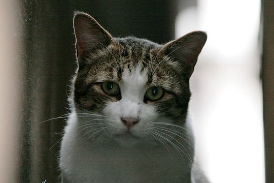 太田区のねこ