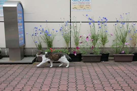 太田区のねこ