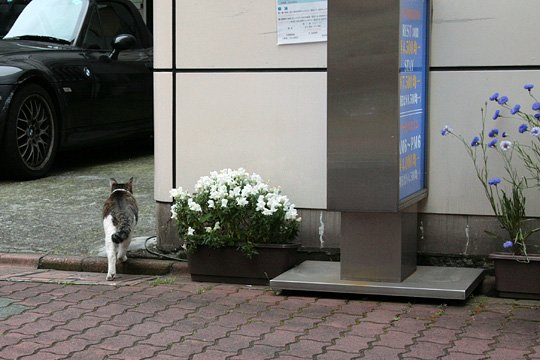 太田区のねこ