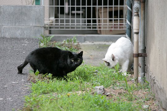 太田区のねこ