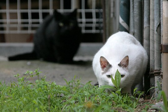 太田区のねこ