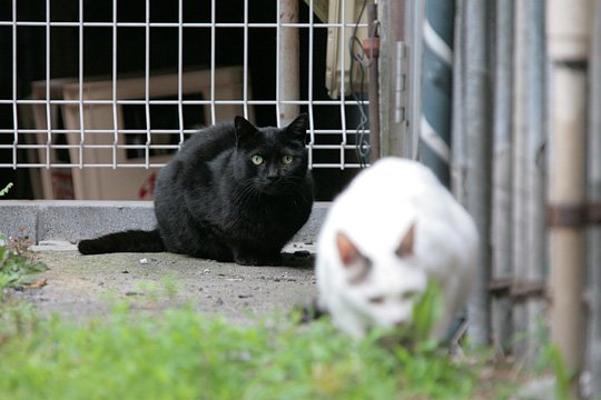 太田区のねこ