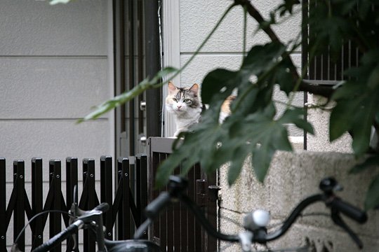 太田区のねこ