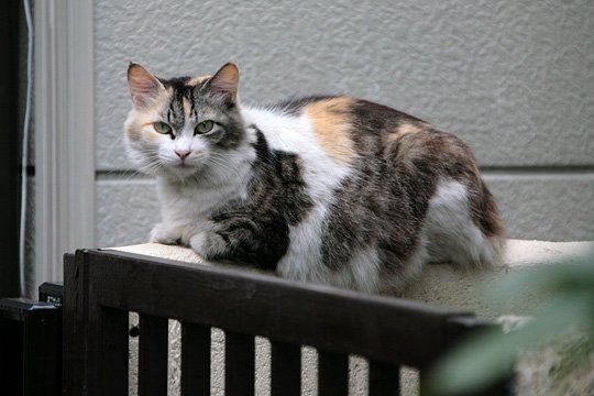 太田区のねこ