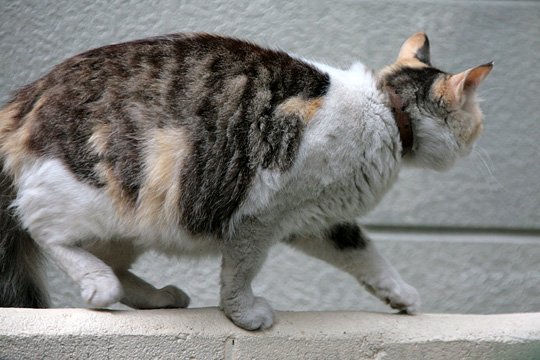 太田区のねこ