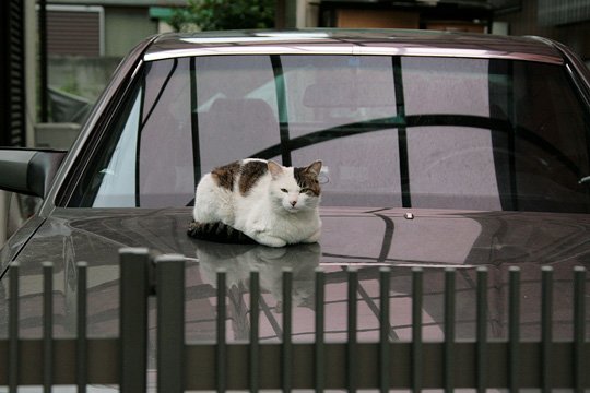 太田区のねこ