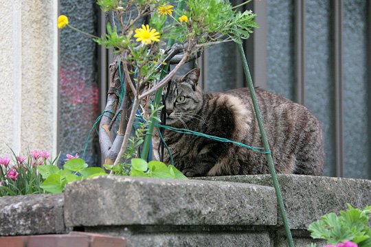 太田区のねこ