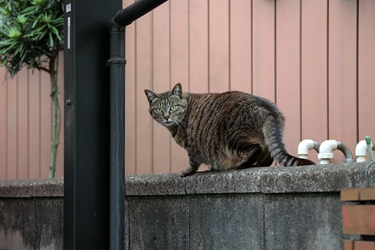 太田区のねこ