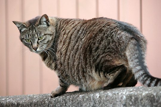 太田区のねこ