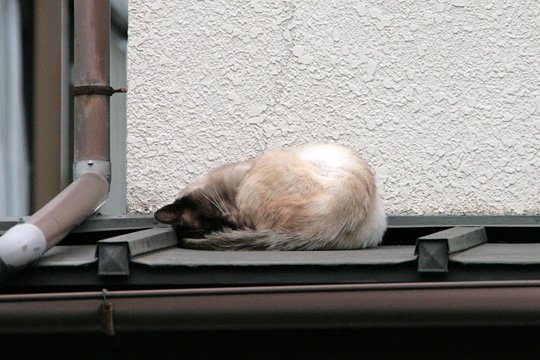 太田区のねこ