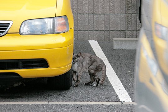 太田区のねこ