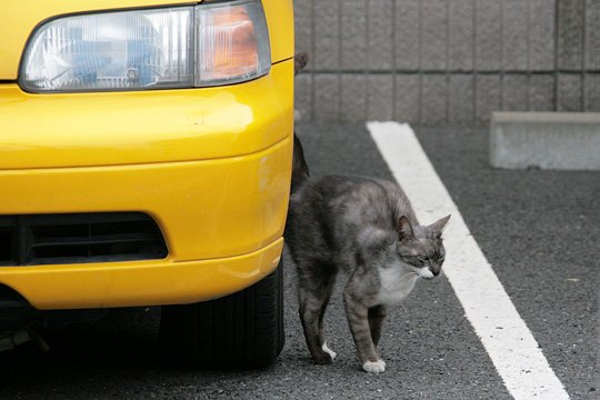 太田区のねこ