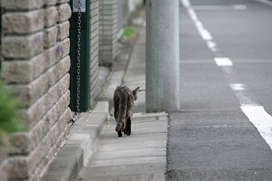 太田区のねこ