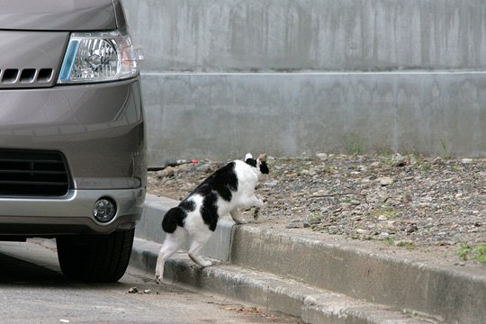 太田区のねこ